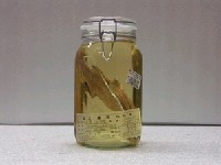 藏品(臺灣石(魚賓))的圖片